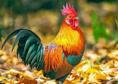 2021年生肖鸡六月运势完整版！