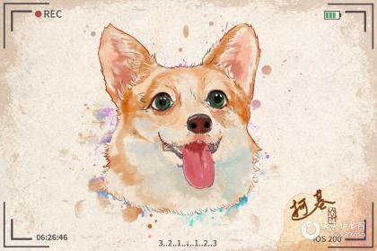 狗幸运数字与颜色