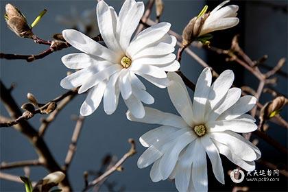 2025年大年初一：财神方位与吉时指南