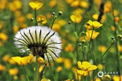 属牛做什么行业最好？属牛人从事